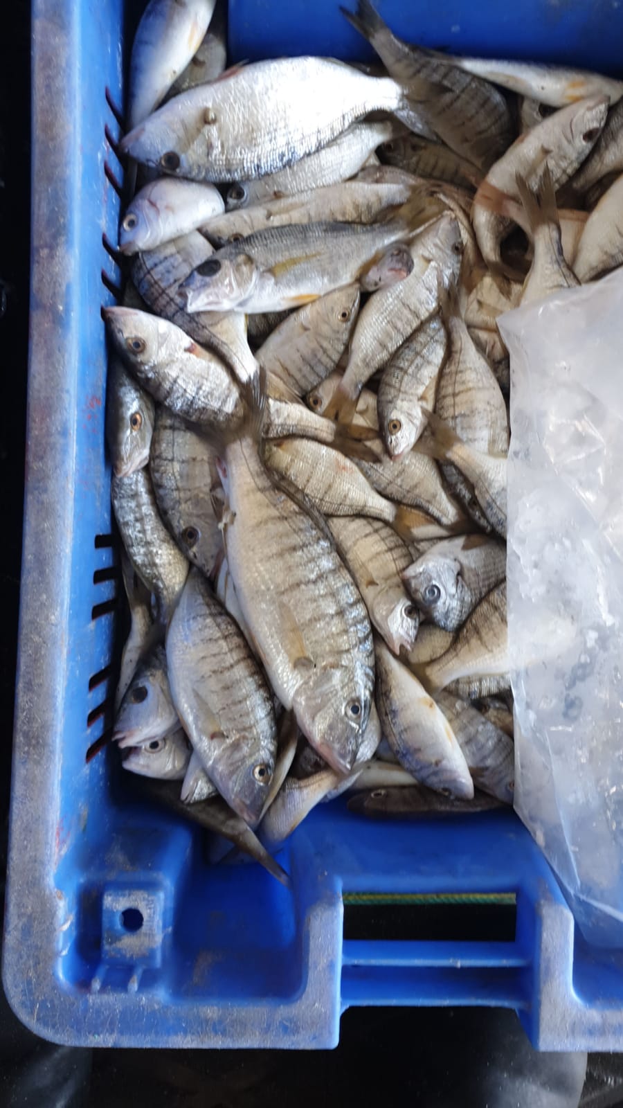 WhatsApp Image 2020-01-30 at 10.33.07 AM.jpeg.jpeg